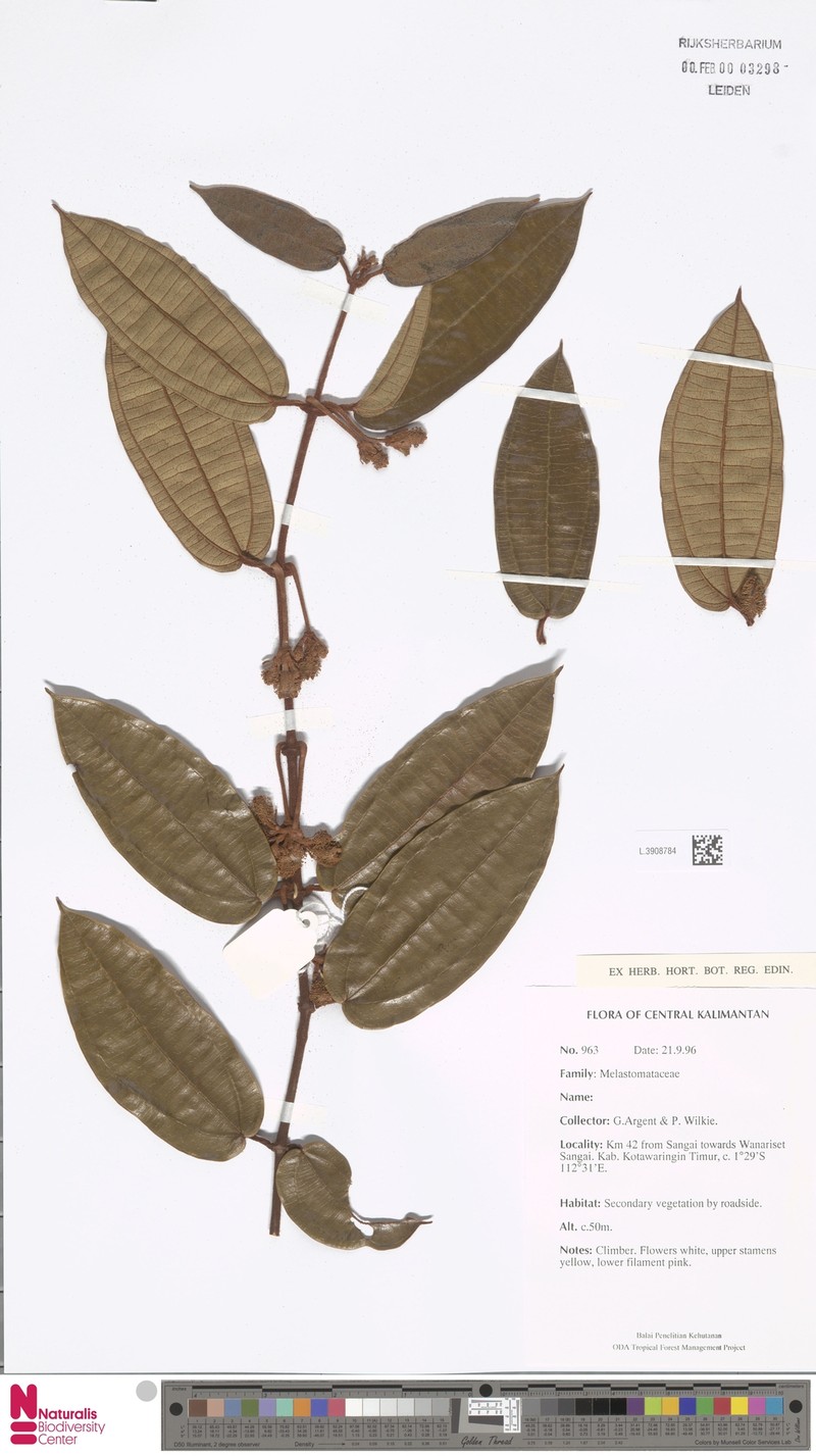 Macrolenes veldkampii photo 4