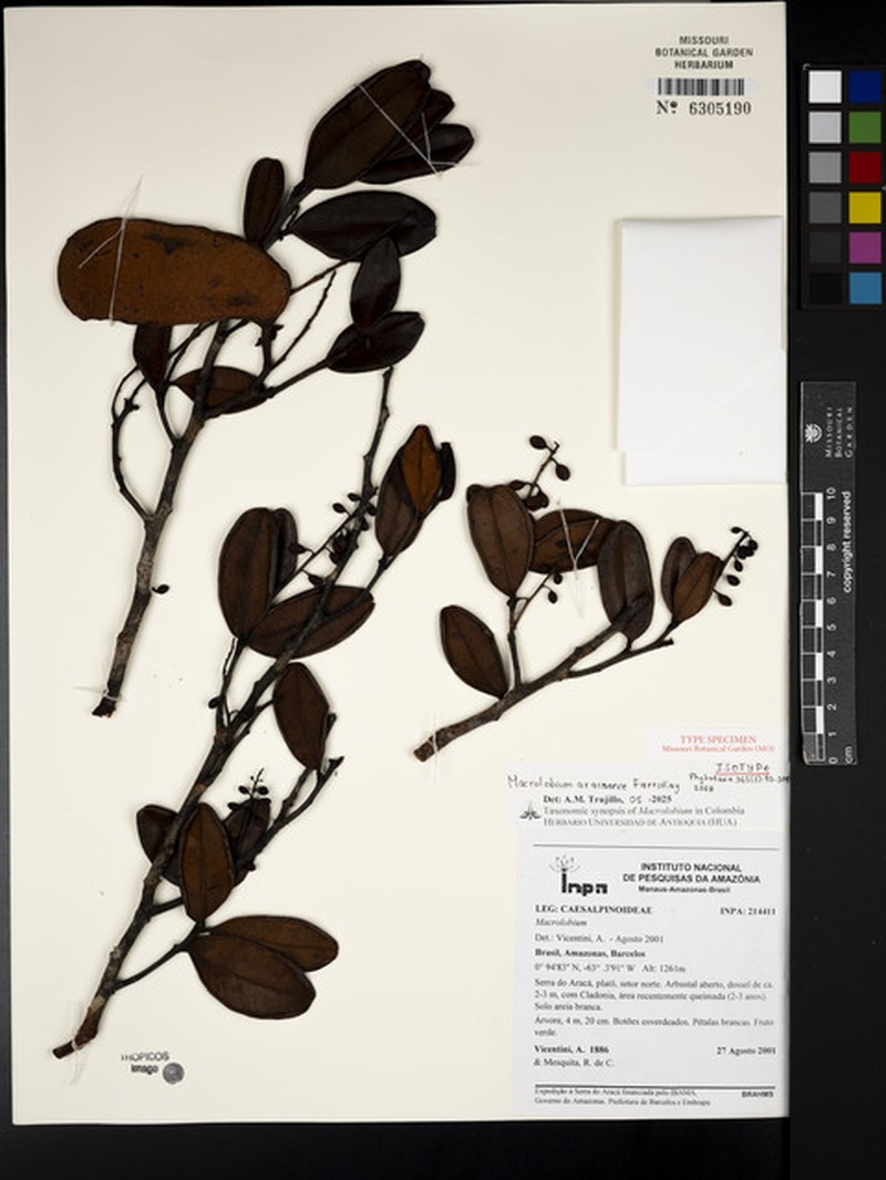 Macrolobium aracaense