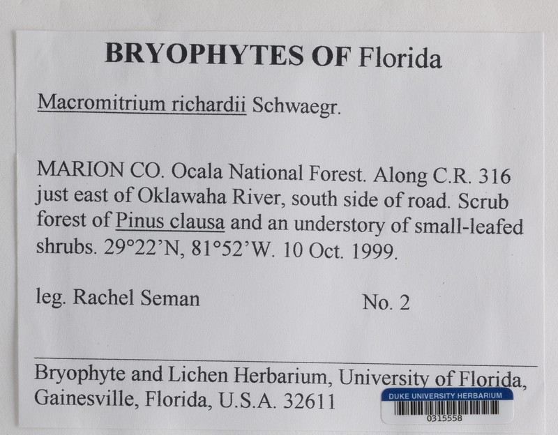 Richard's Macromitrium Moss