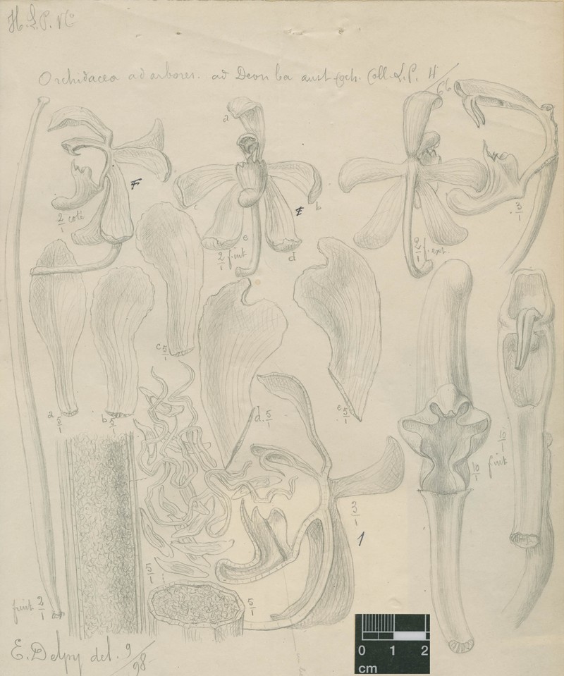 Macropodanthus clausus