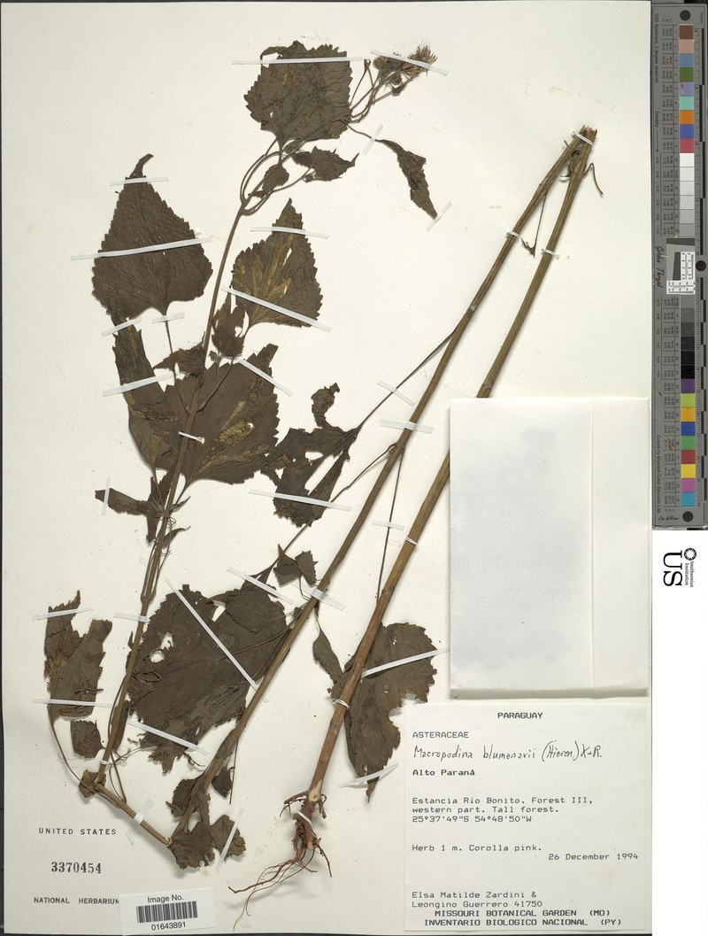 Macropodina blumenavii