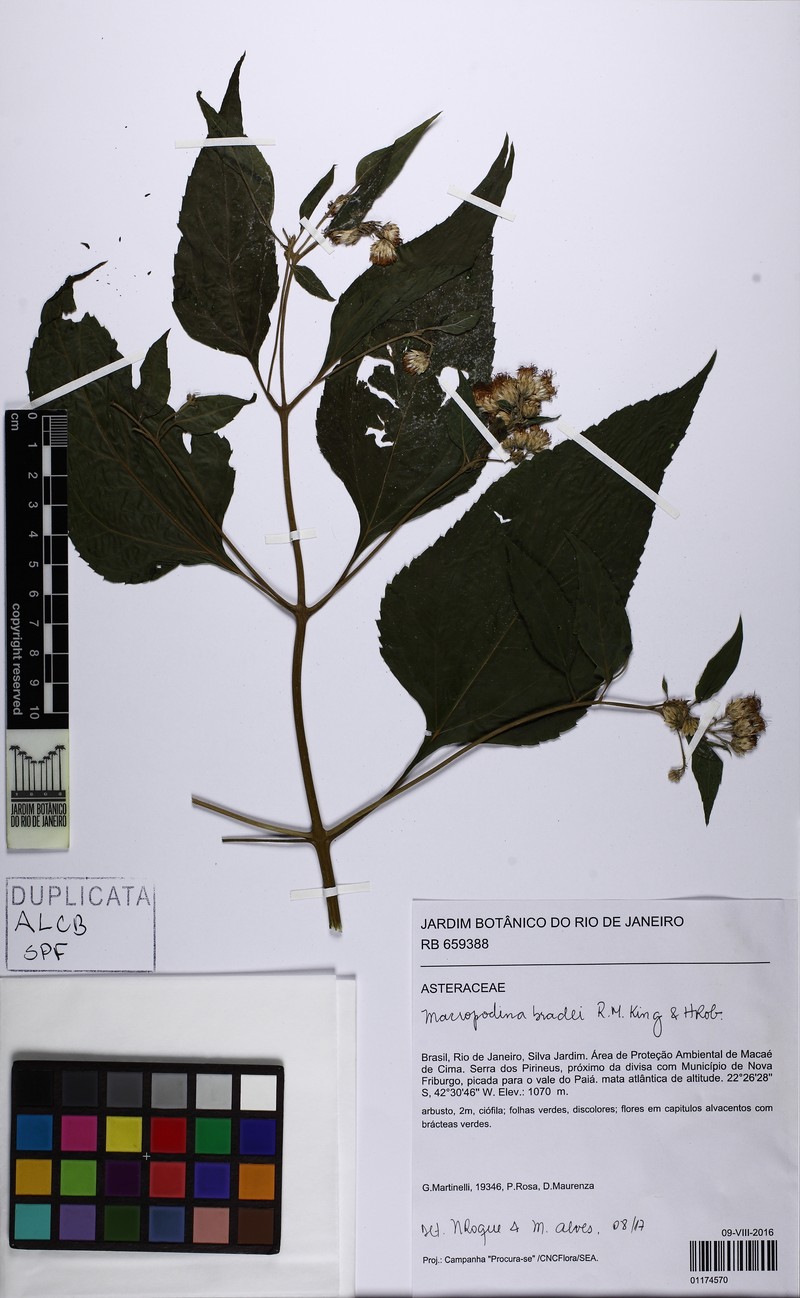 Macropodina bradei