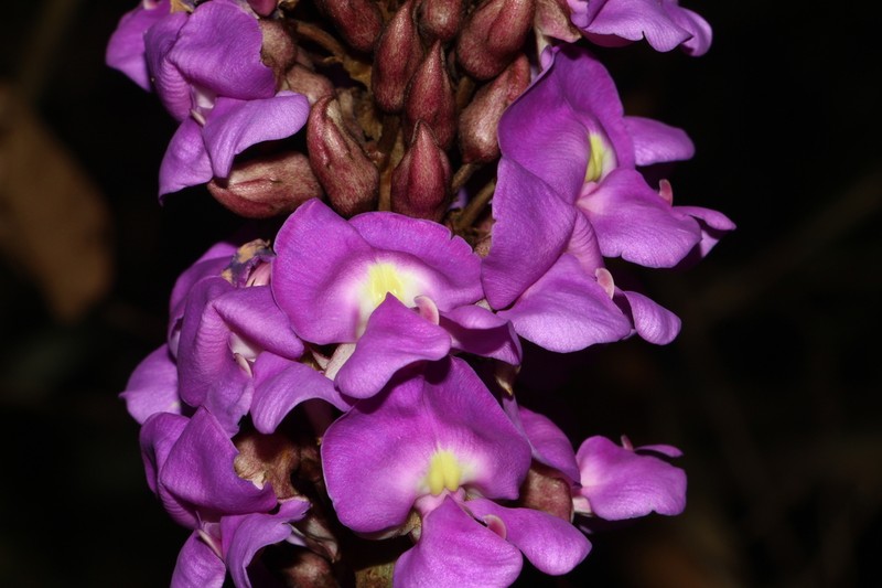Macropsychanthus aureus