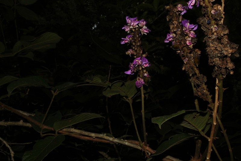 Macropsychanthus aureus photo 7