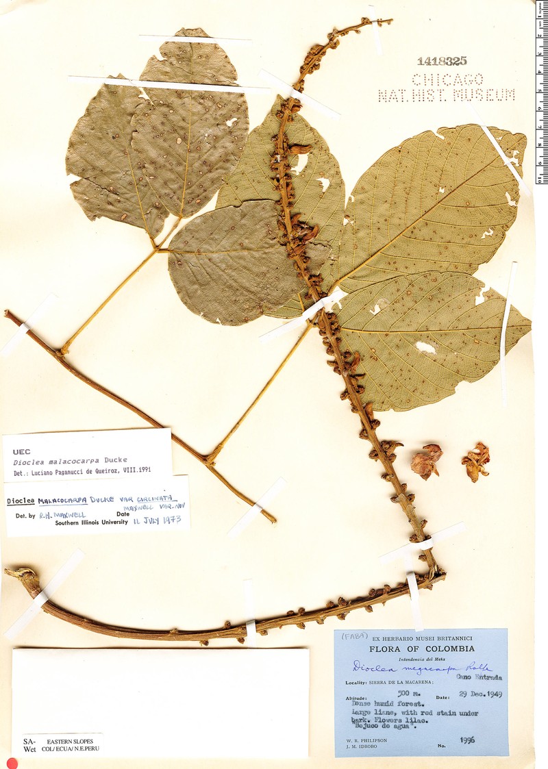 Macropsychanthus circinatus