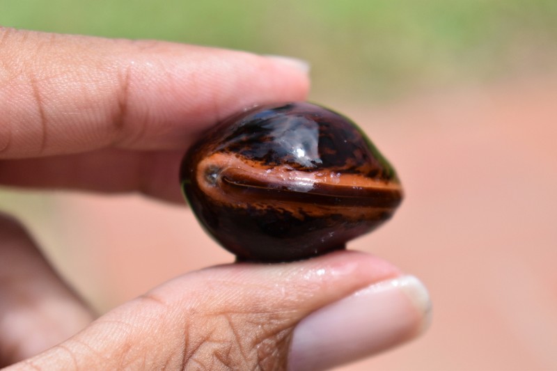 Macropsychanthus comosus