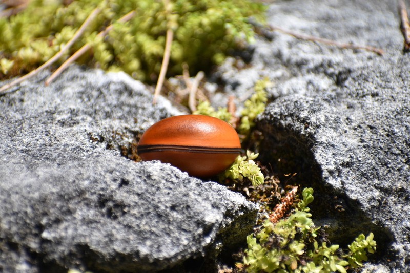 Macropsychanthus comosus photo 4