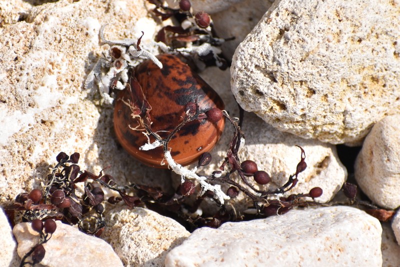 Macropsychanthus comosus photo 6