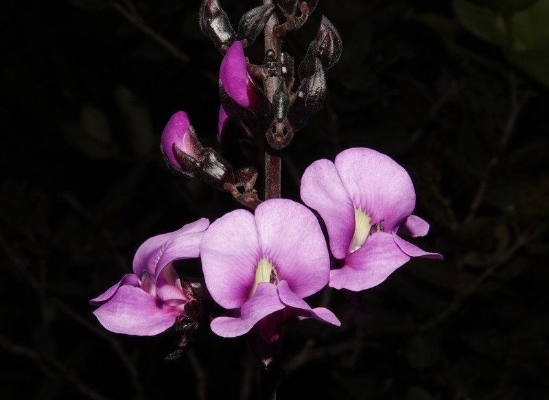 Macropsychanthus coriaceus