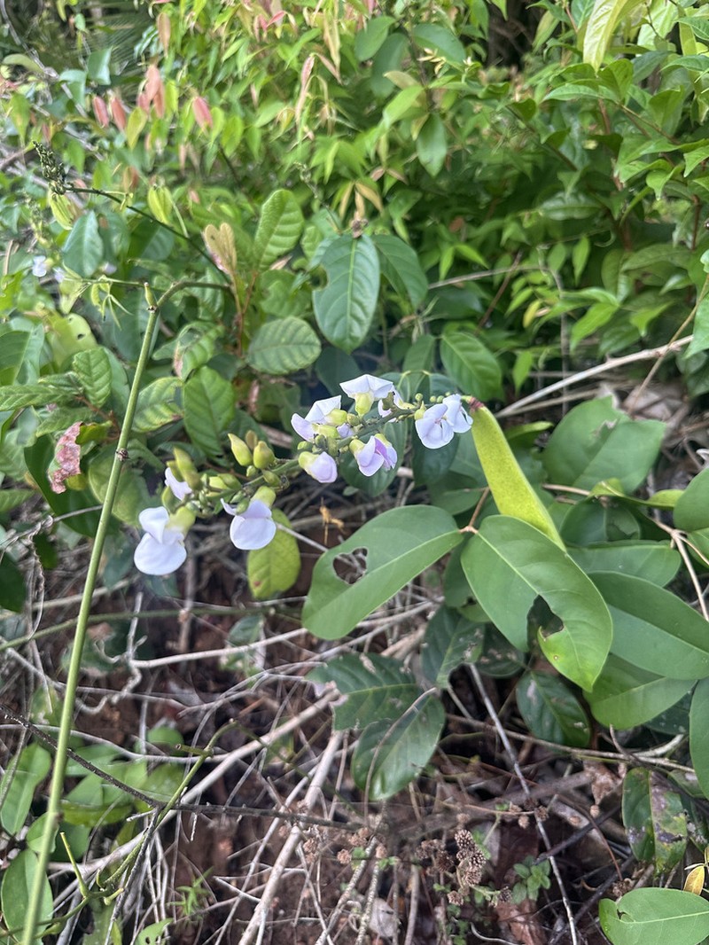 Macropsychanthus coriaceus photo 2