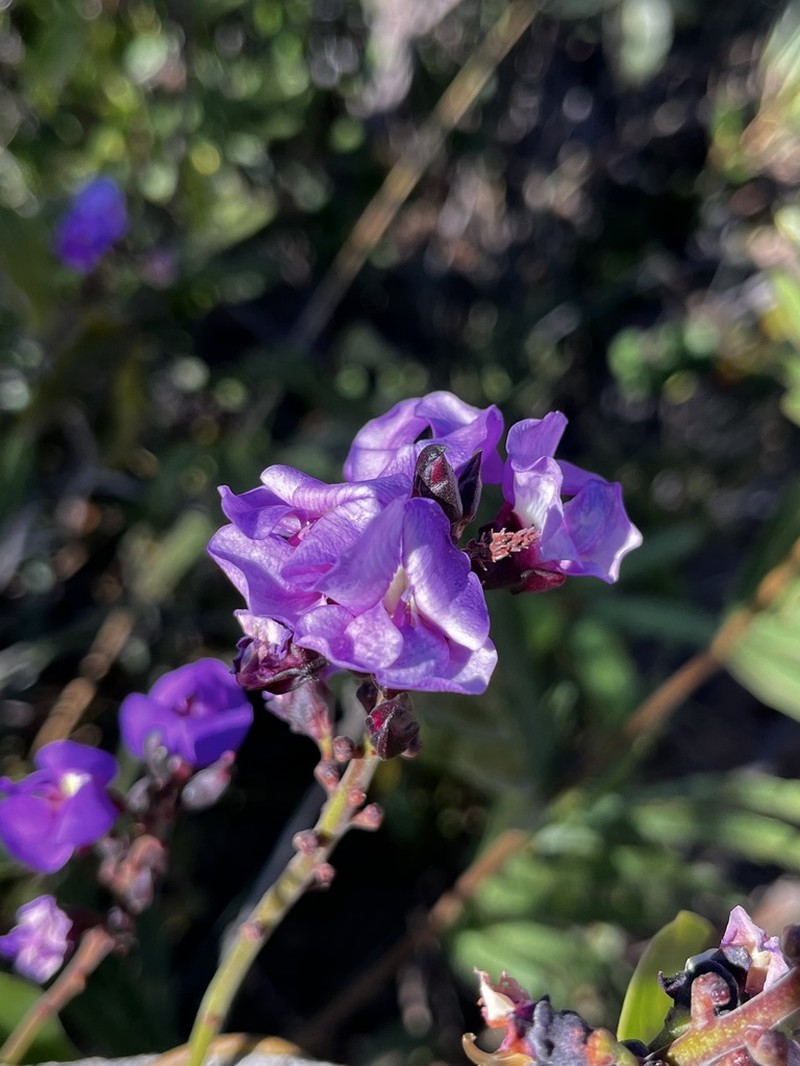 Macropsychanthus coriaceus photo 3