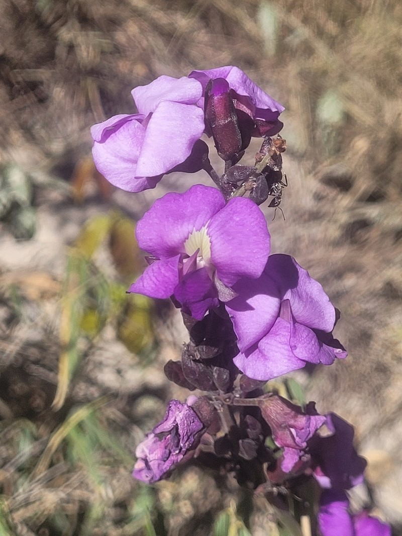 Macropsychanthus coriaceus photo 6