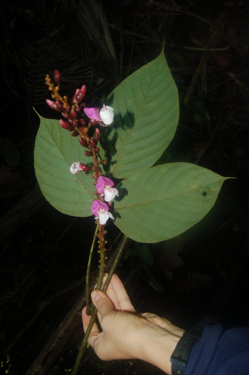 Macropsychanthus dictyoneurus