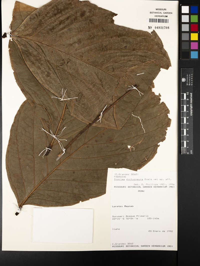 Macropsychanthus dictyoneurus photo 2