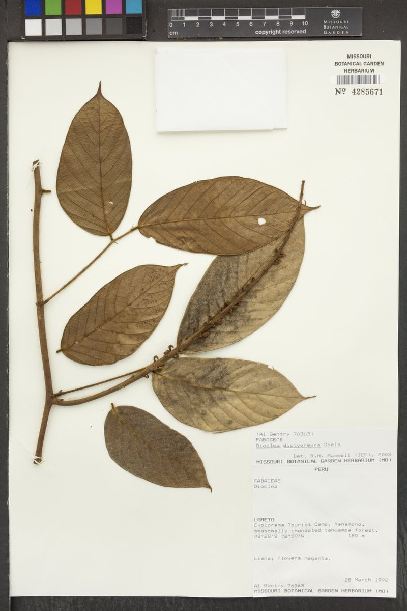 Macropsychanthus dictyoneurus photo 3