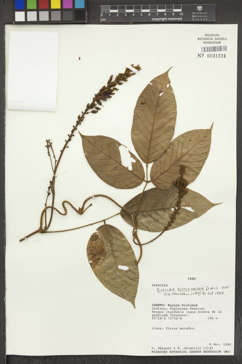 Macropsychanthus dictyoneurus photo 4