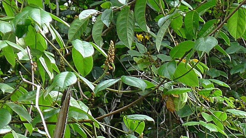 Macropsychanthus edulis