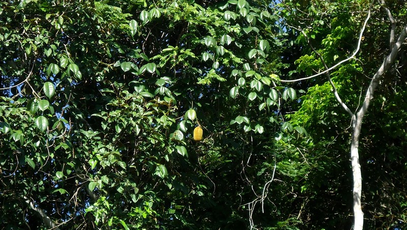 Macropsychanthus edulis photo 4