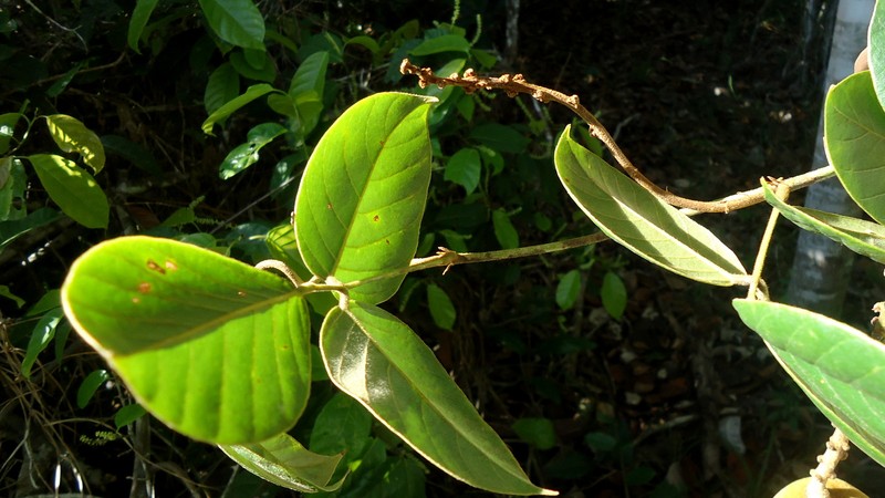 Macropsychanthus edulis photo 5