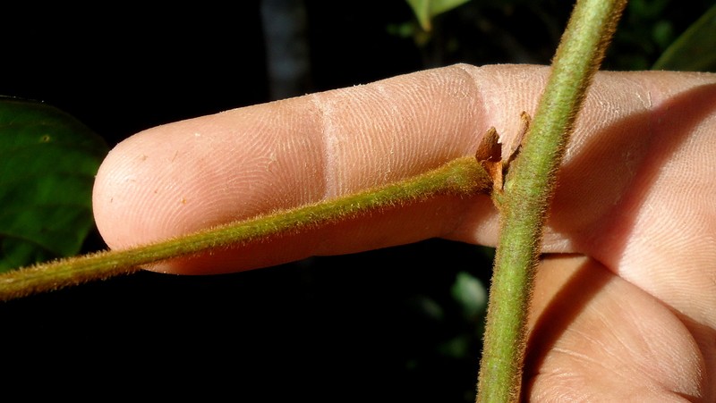 Macropsychanthus edulis photo 6