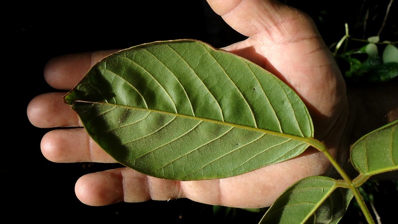 Macropsychanthus edulis photo 7