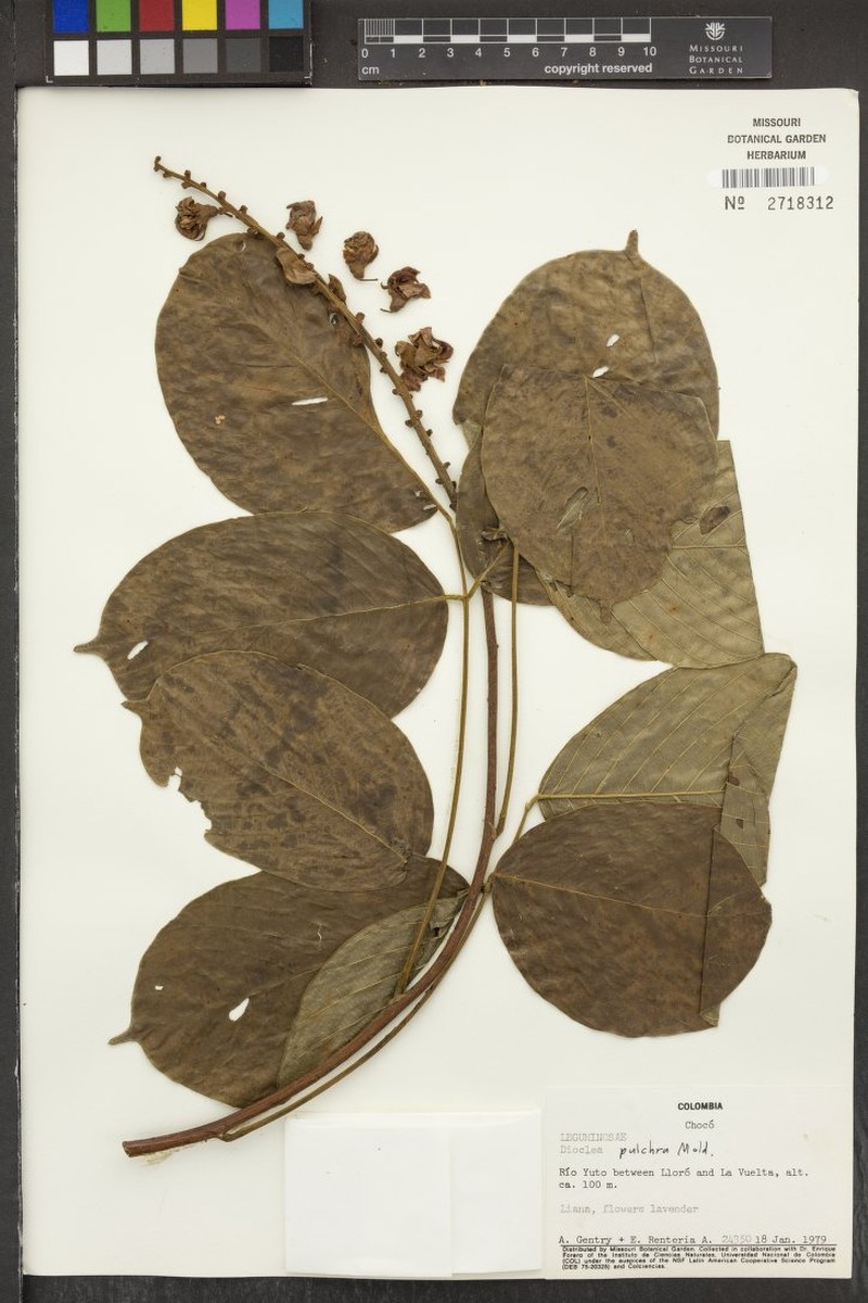 Macropsychanthus emberarum