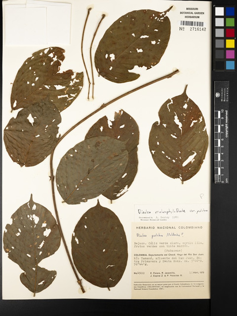 Macropsychanthus emberarum photo 2