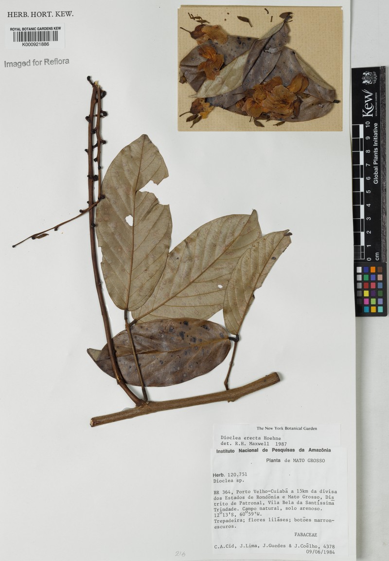 Macropsychanthus erectus