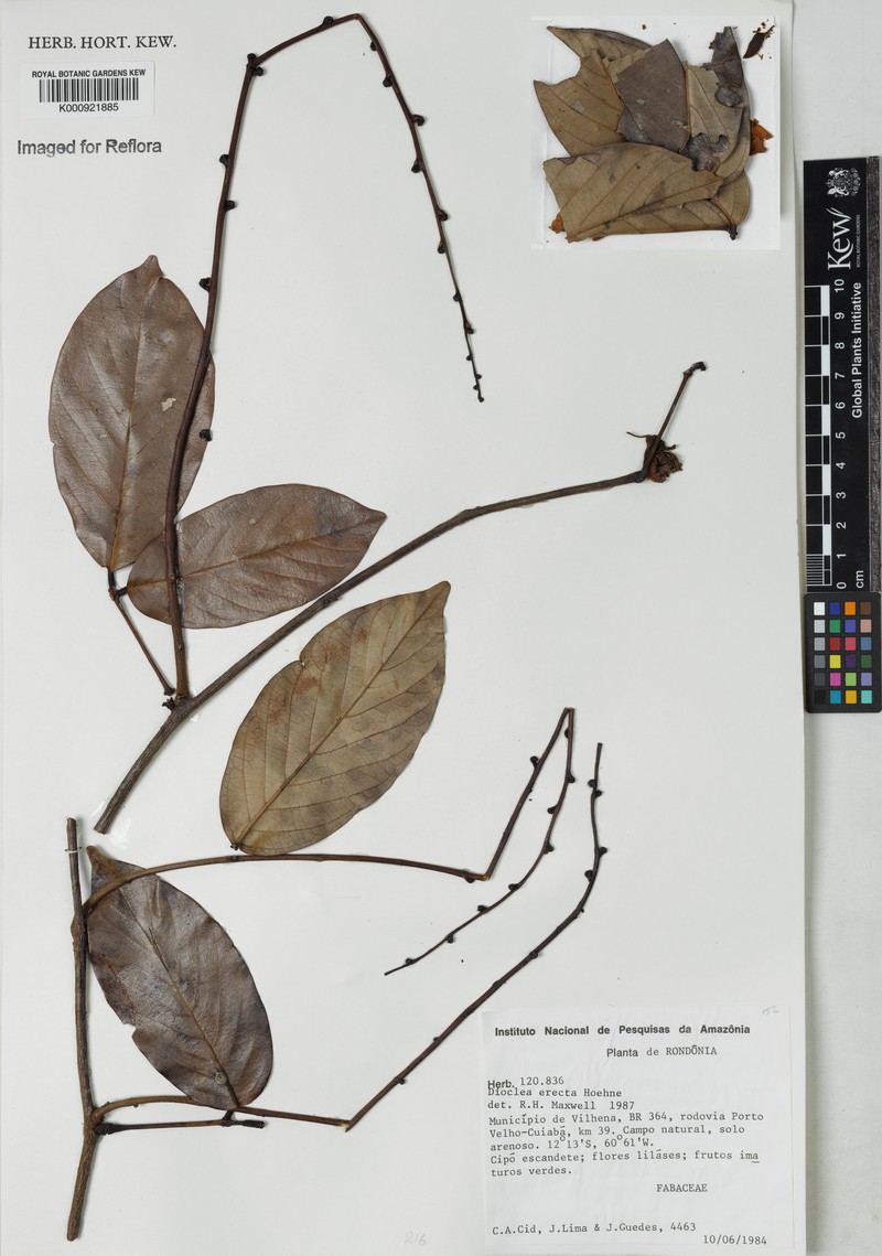 Macropsychanthus erectus photo 2
