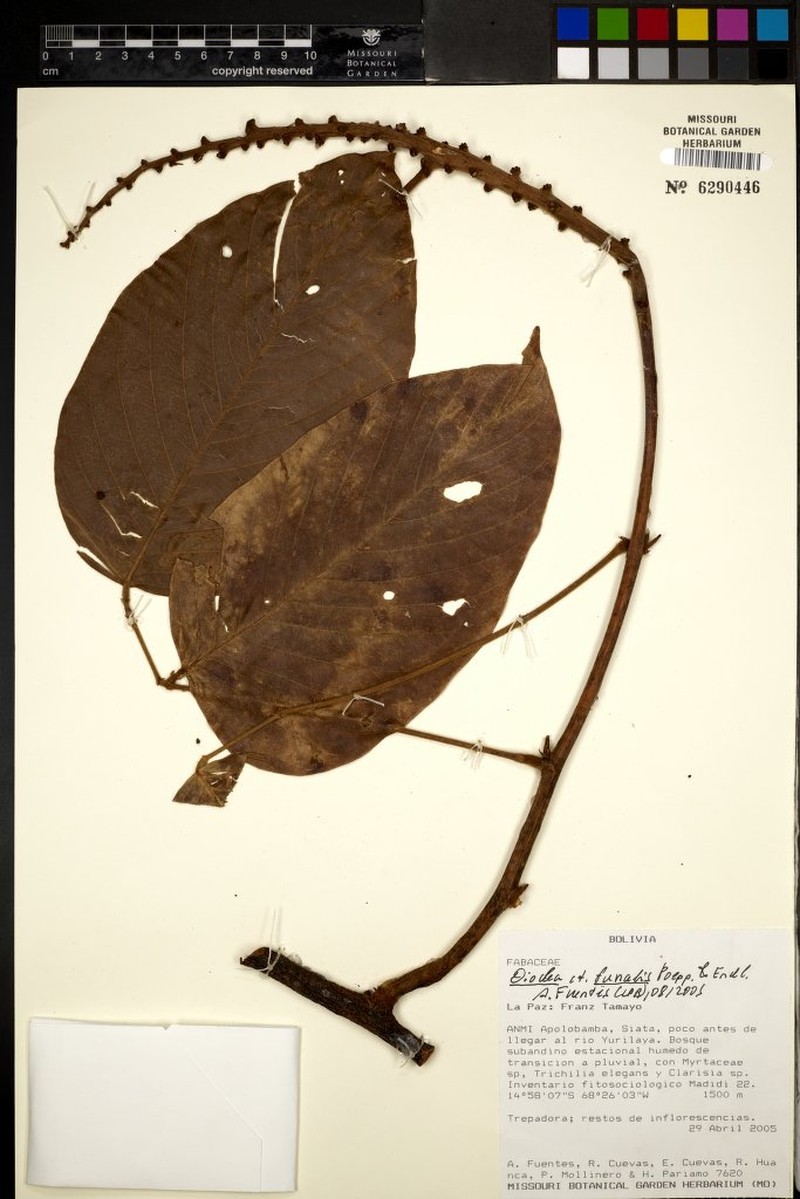 Macropsychanthus funalis