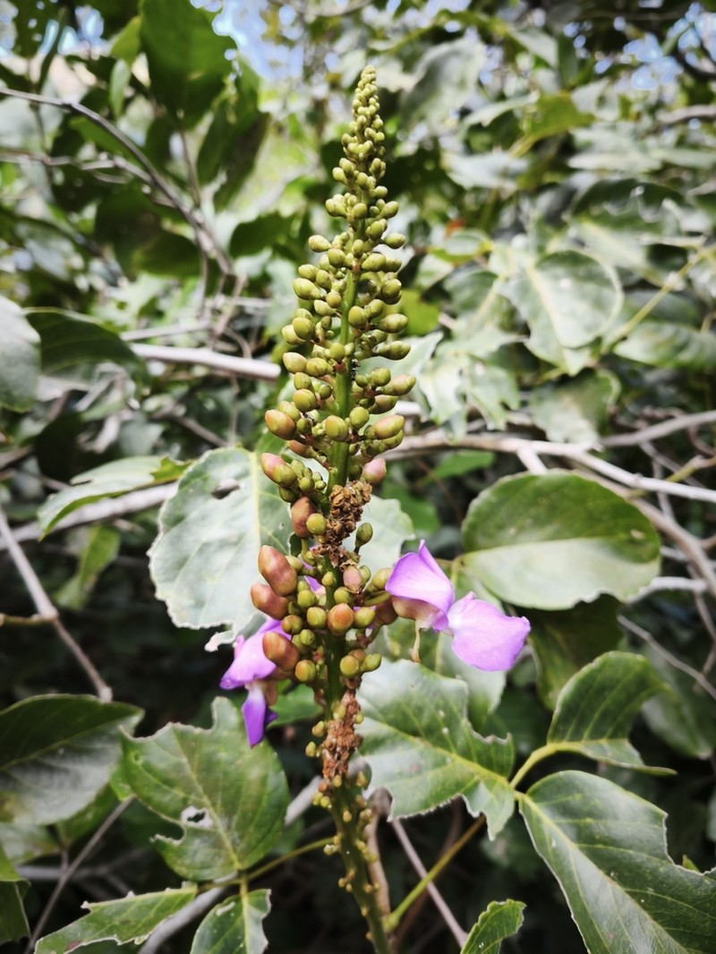 Macropsychanthus glaber