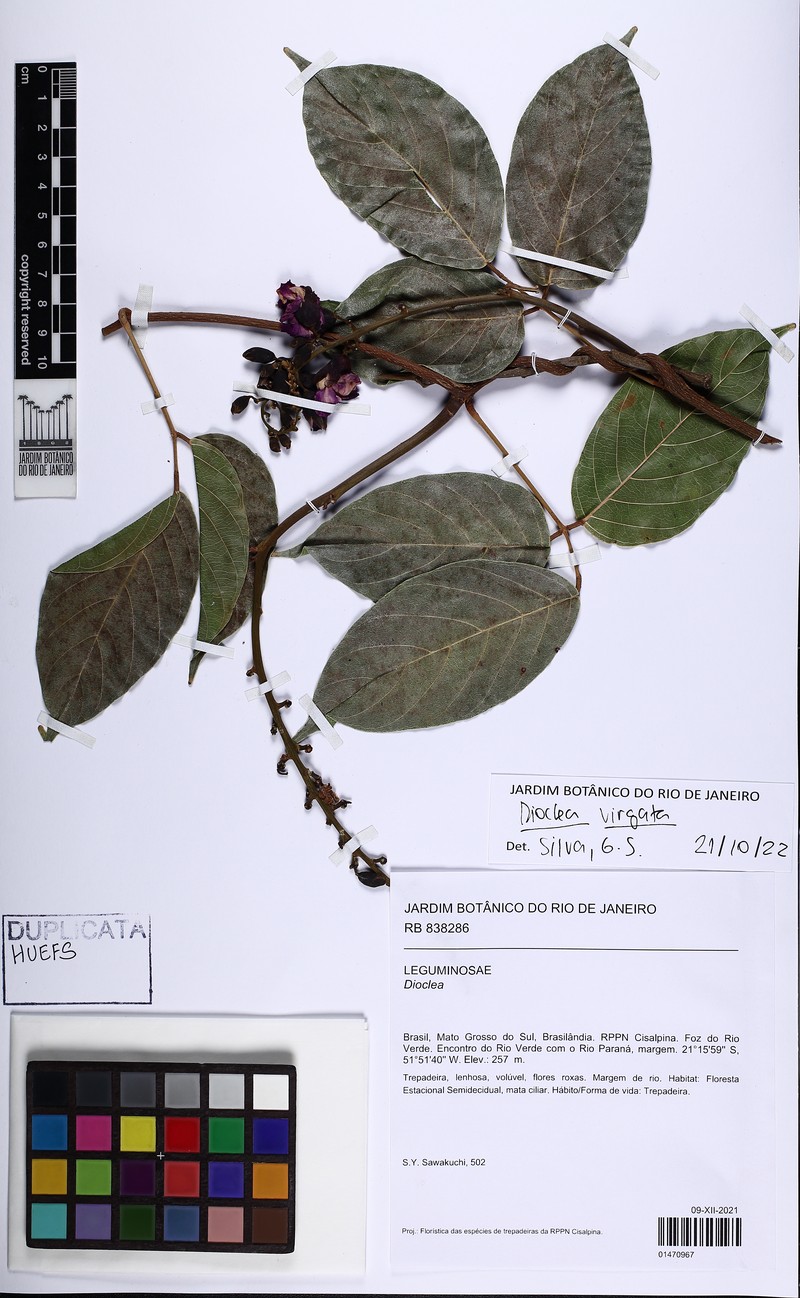 Macropsychanthus glaber photo 6