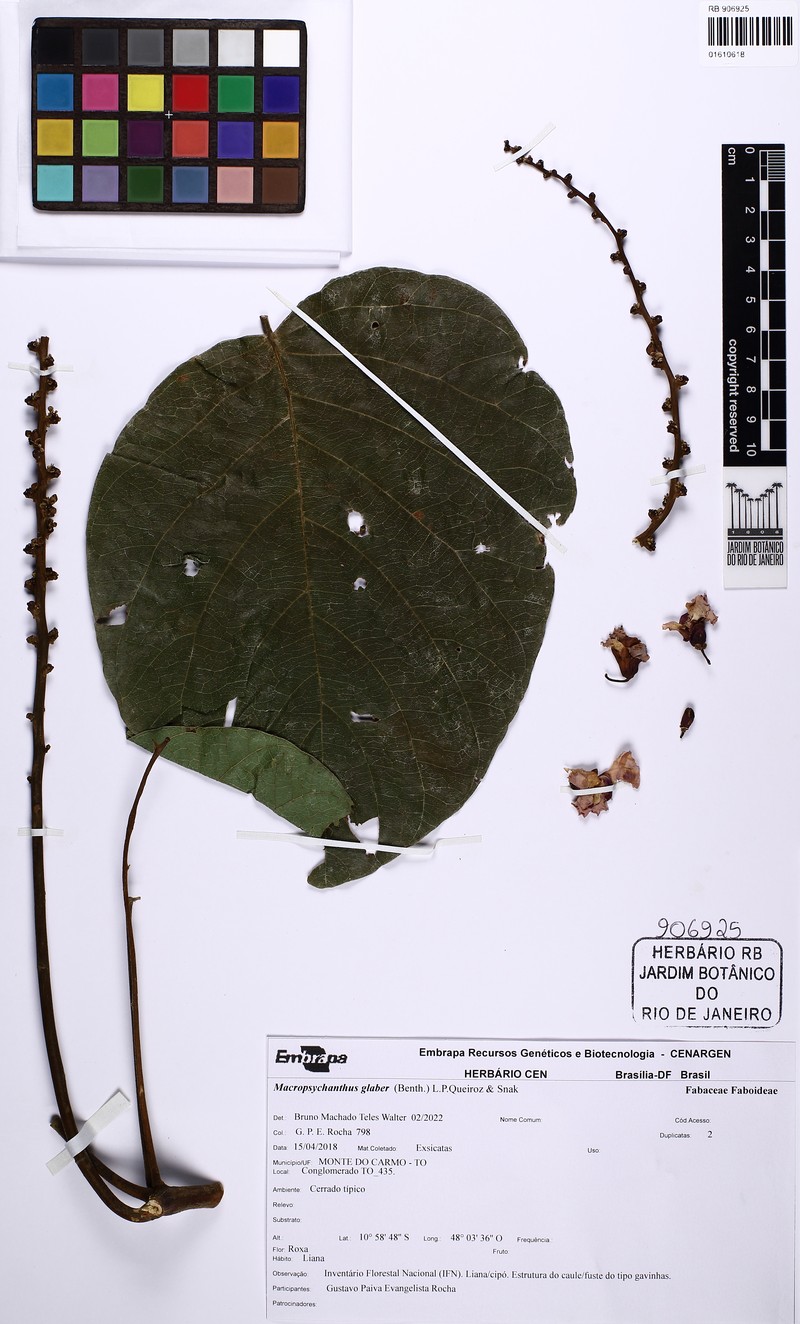 Macropsychanthus glaber photo 7