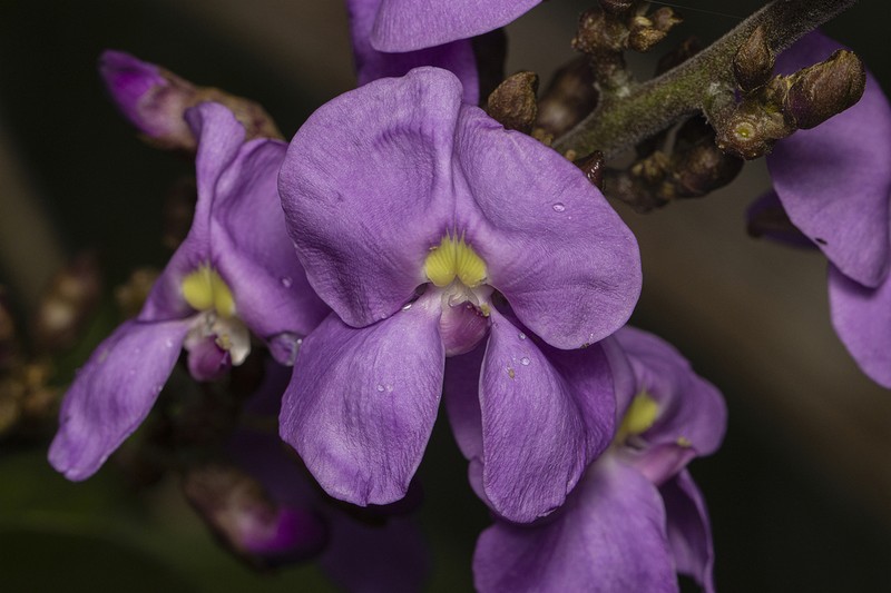 Macropsychanthus grandiflorus