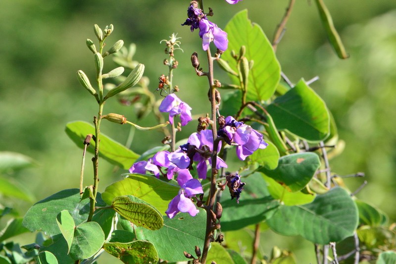 Macropsychanthus grandiflorus photo 2
