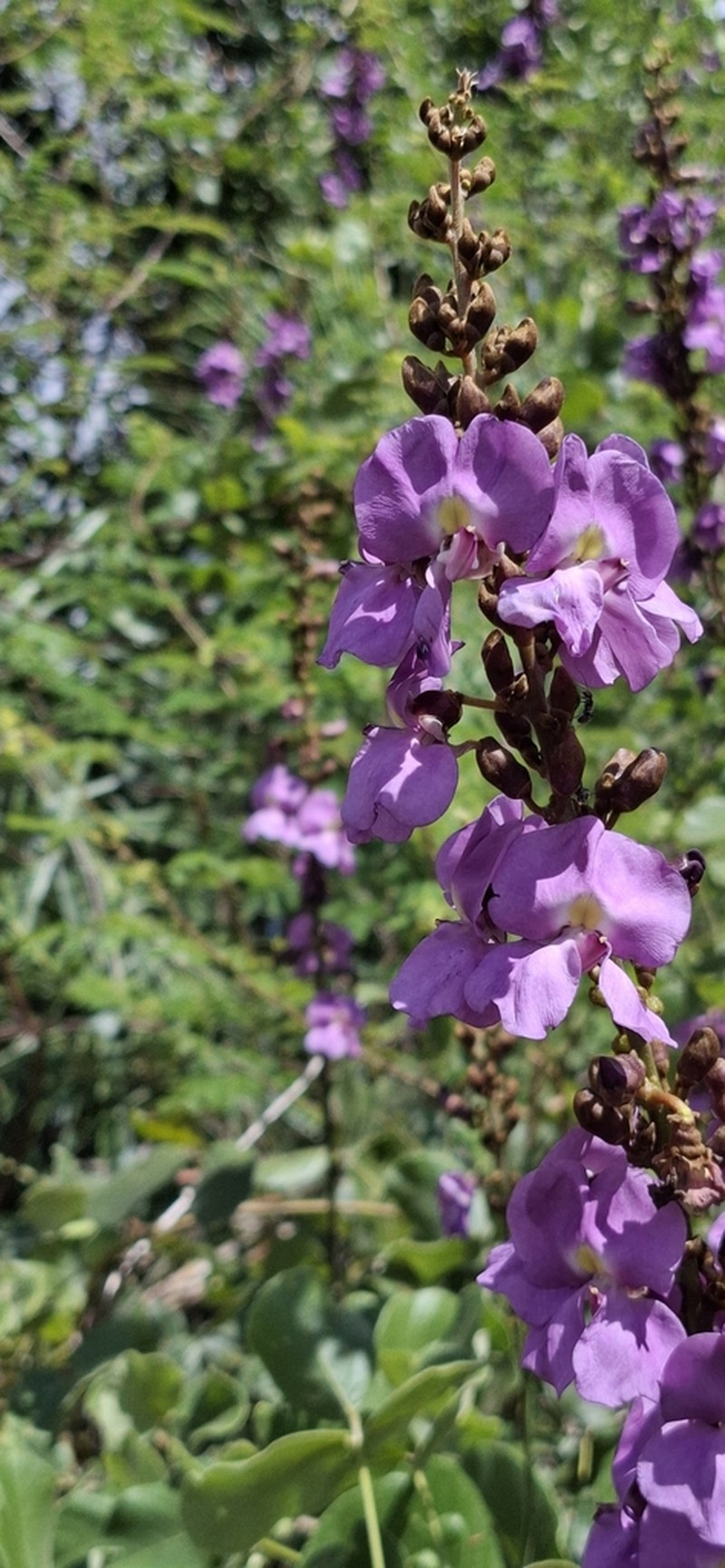 Macropsychanthus grandiflorus photo 3