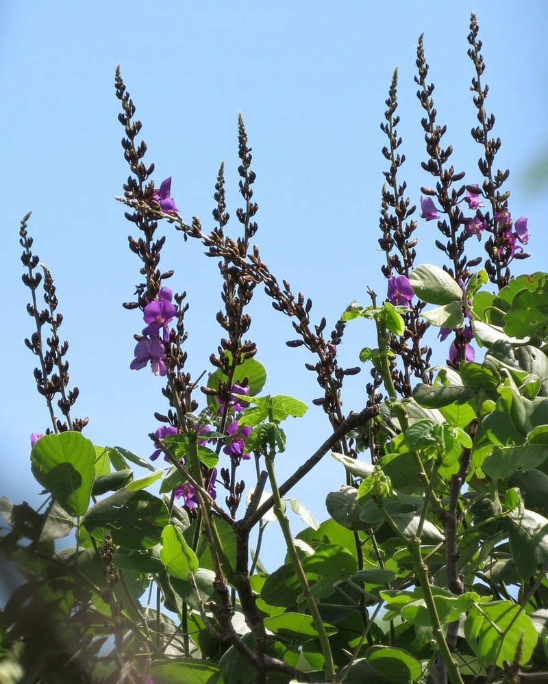 Macropsychanthus grandiflorus photo 4