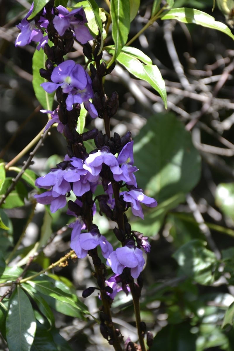 Macropsychanthus grandiflorus photo 5