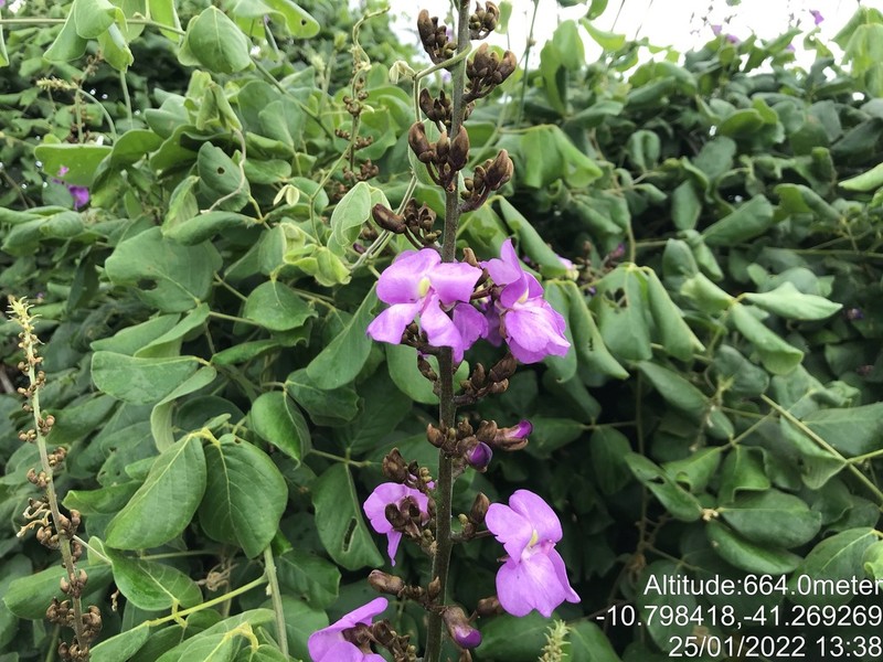 Macropsychanthus grandiflorus photo 7