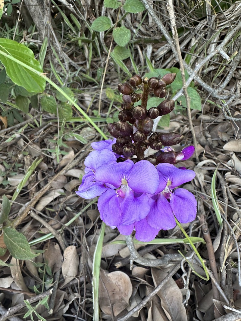 Macropsychanthus grandiflorus photo 8