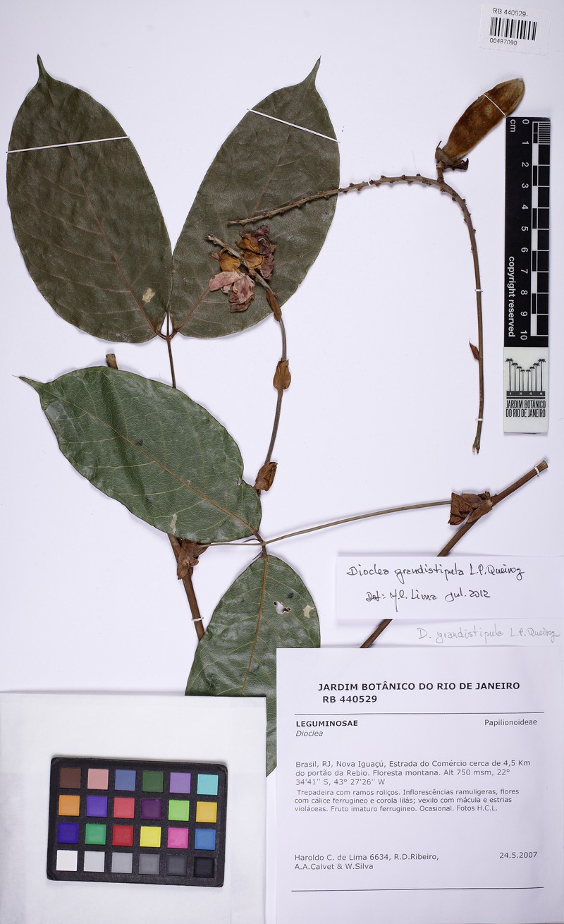 Macropsychanthus grandistipulus