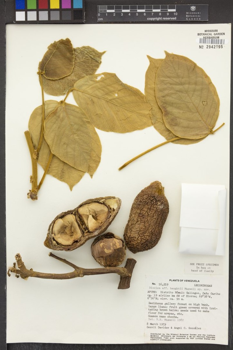 Macropsychanthus haughtii