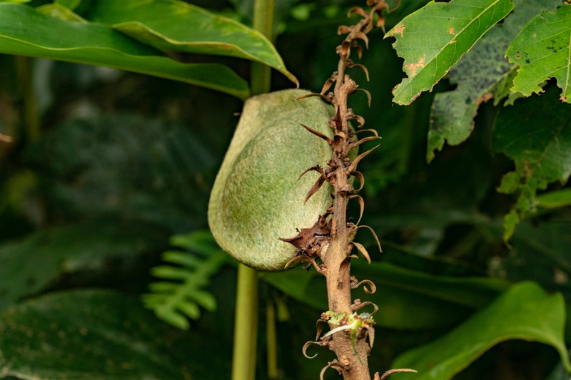 Bejuco De Mato