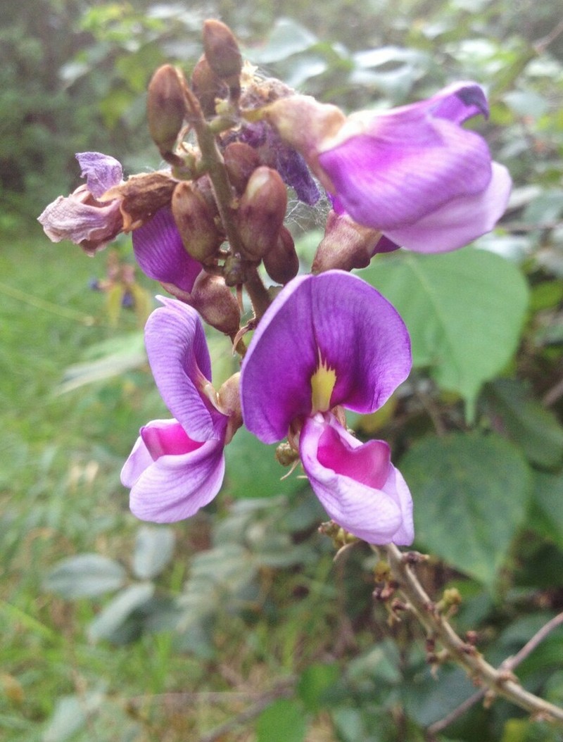 Bejuco De Mato photo 4