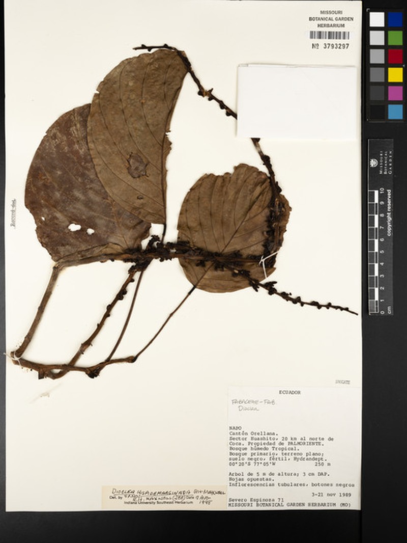 Macropsychanthus hispidimarginatus