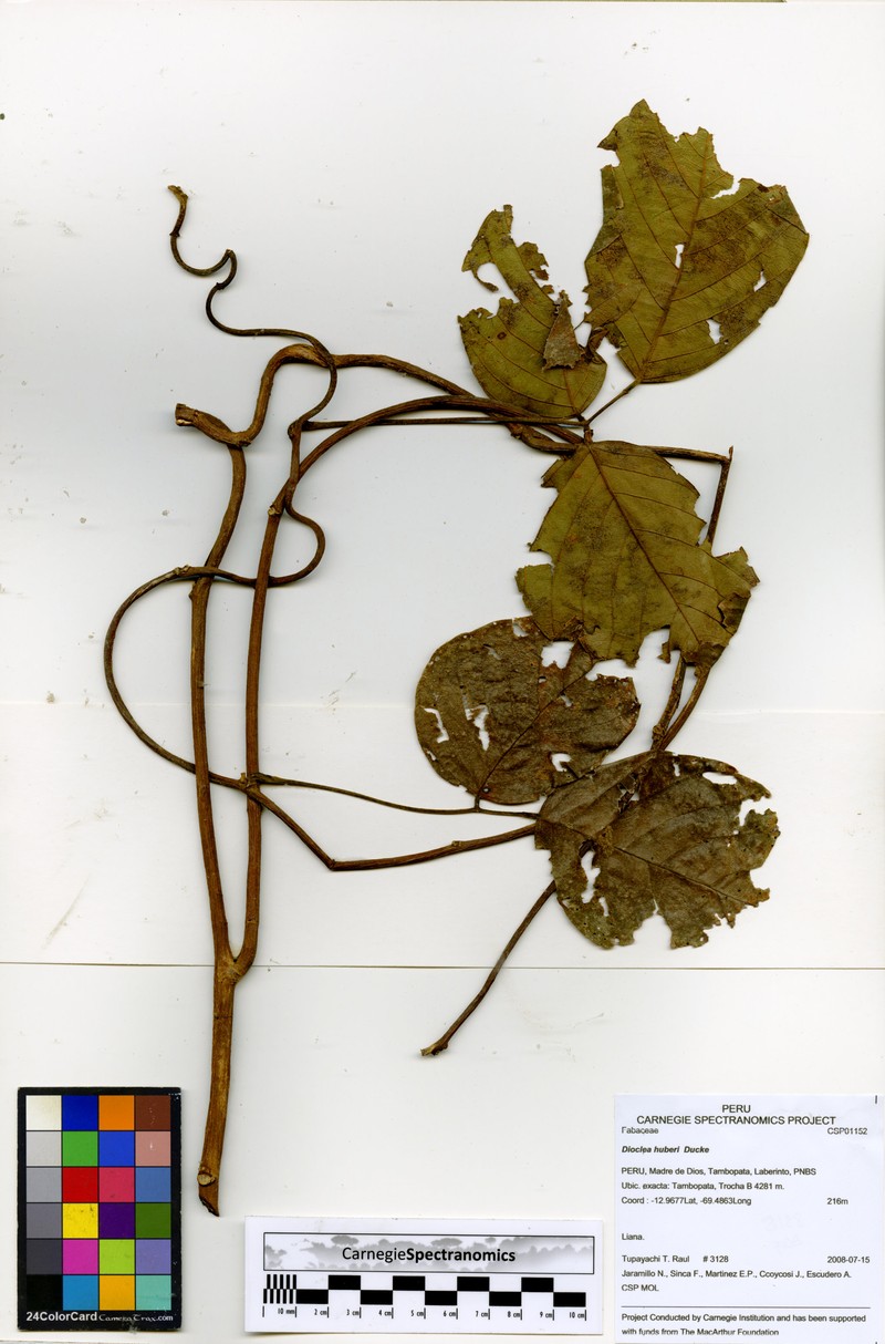 Macropsychanthus huberi