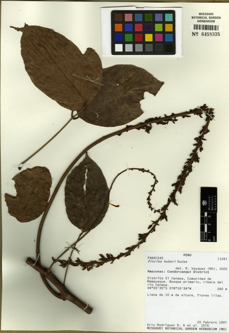 Macropsychanthus huberi photo 2