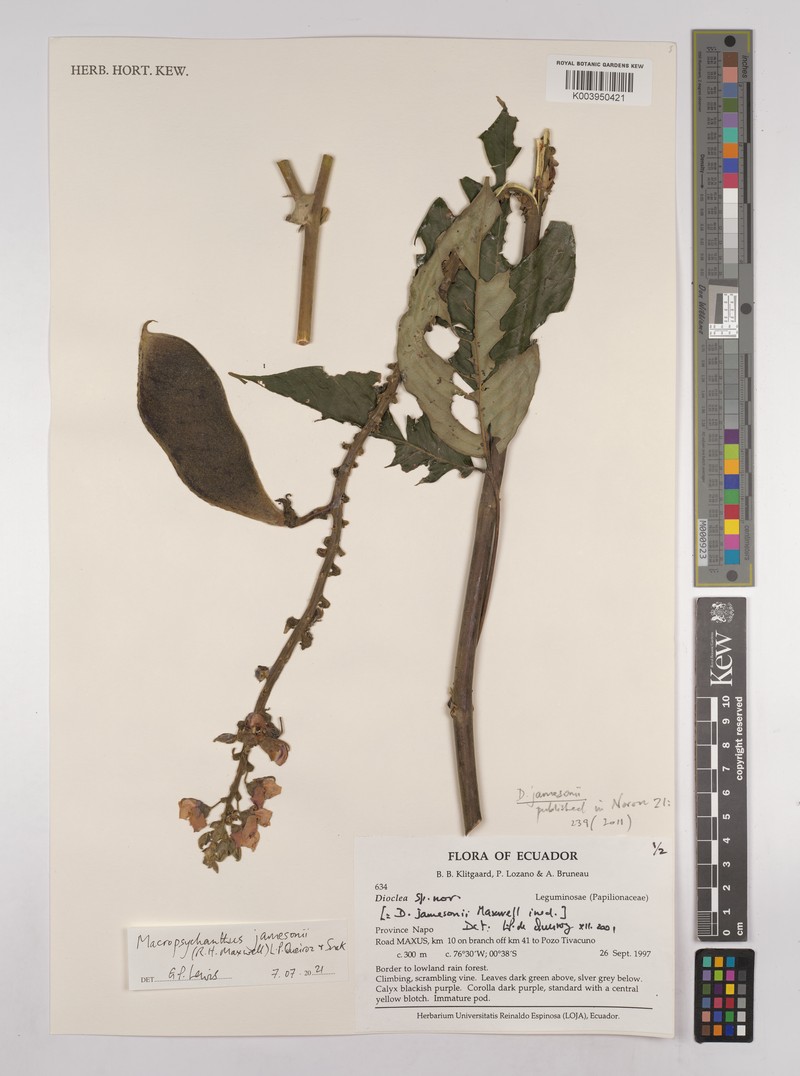 Macropsychanthus jamesonii