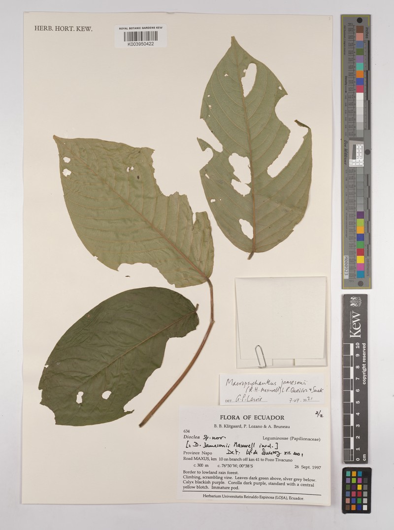Macropsychanthus jamesonii photo 2