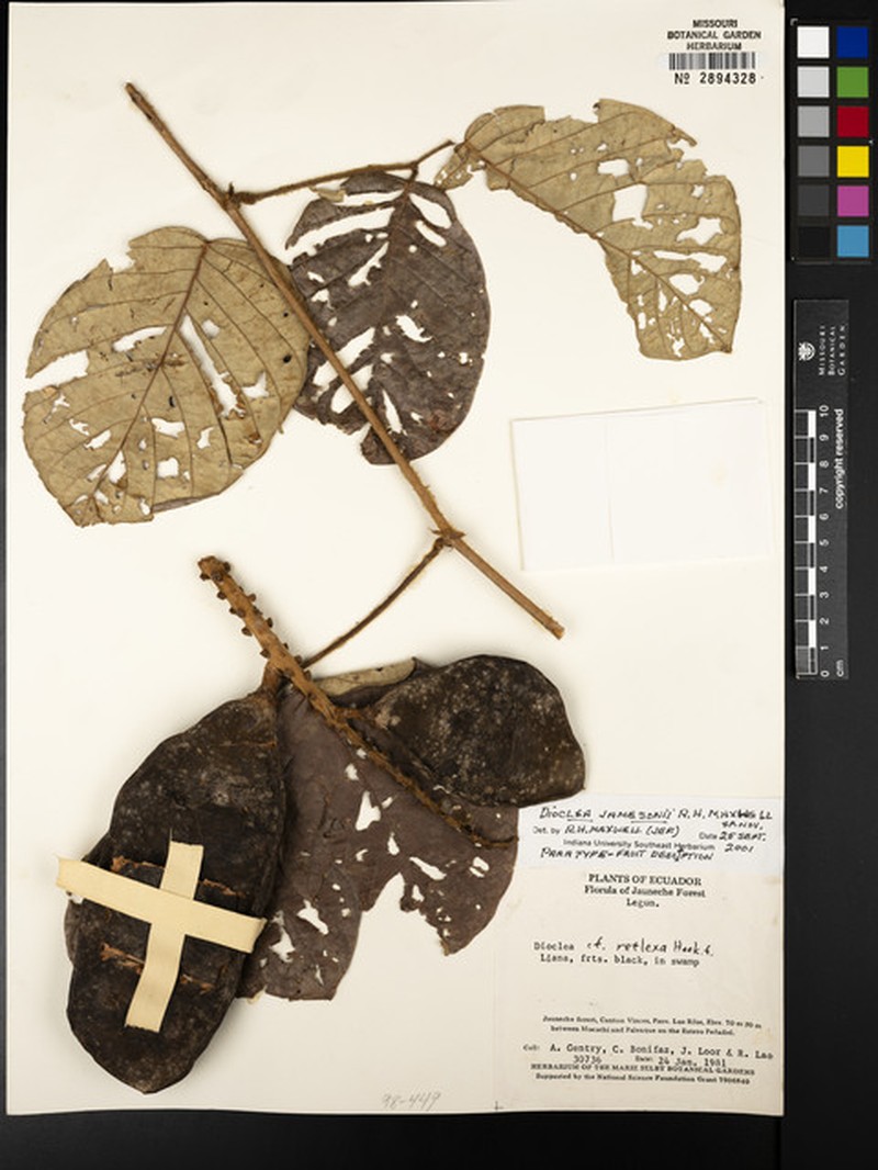 Macropsychanthus jamesonii photo 3
